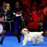 Where to watch the 2024 National Dog Show for free