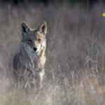 San Francisco’s coyotes are changing their menu: Study