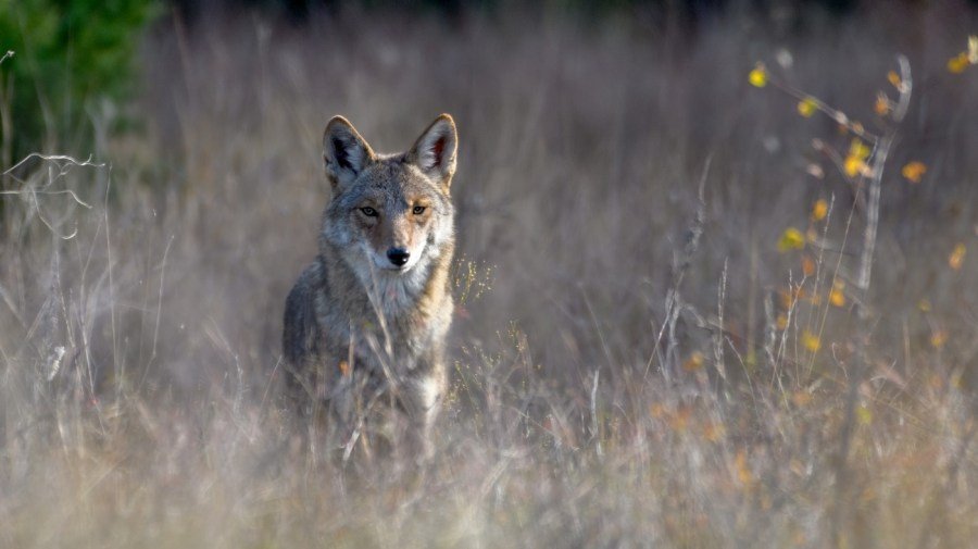 San Francisco’s coyotes are changing their menu: Study